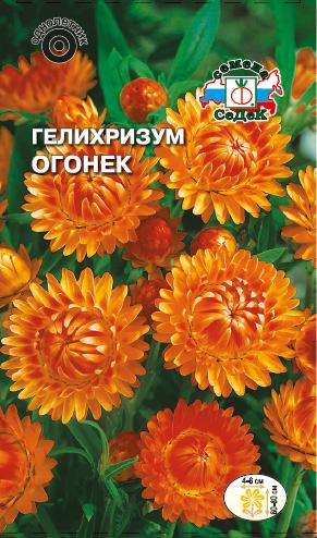 Семена цветов - Гелихризум Огонёк 0,2 г - 2 пакета