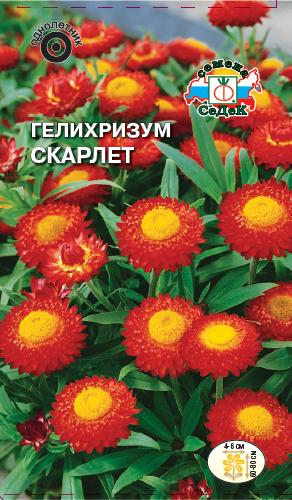 Семена цветов - Гелихризум Скарлет 0,2 г - 2 пакета